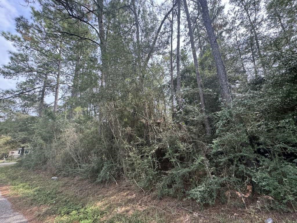 Lot 336 Powdrill Buna, TX 77612 - Photo 4 of 4 a view of a forest with large trees