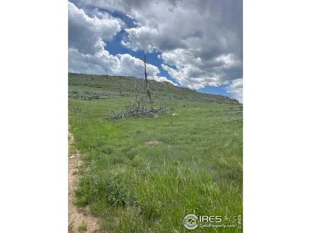 a view of a forest with a tree in the background