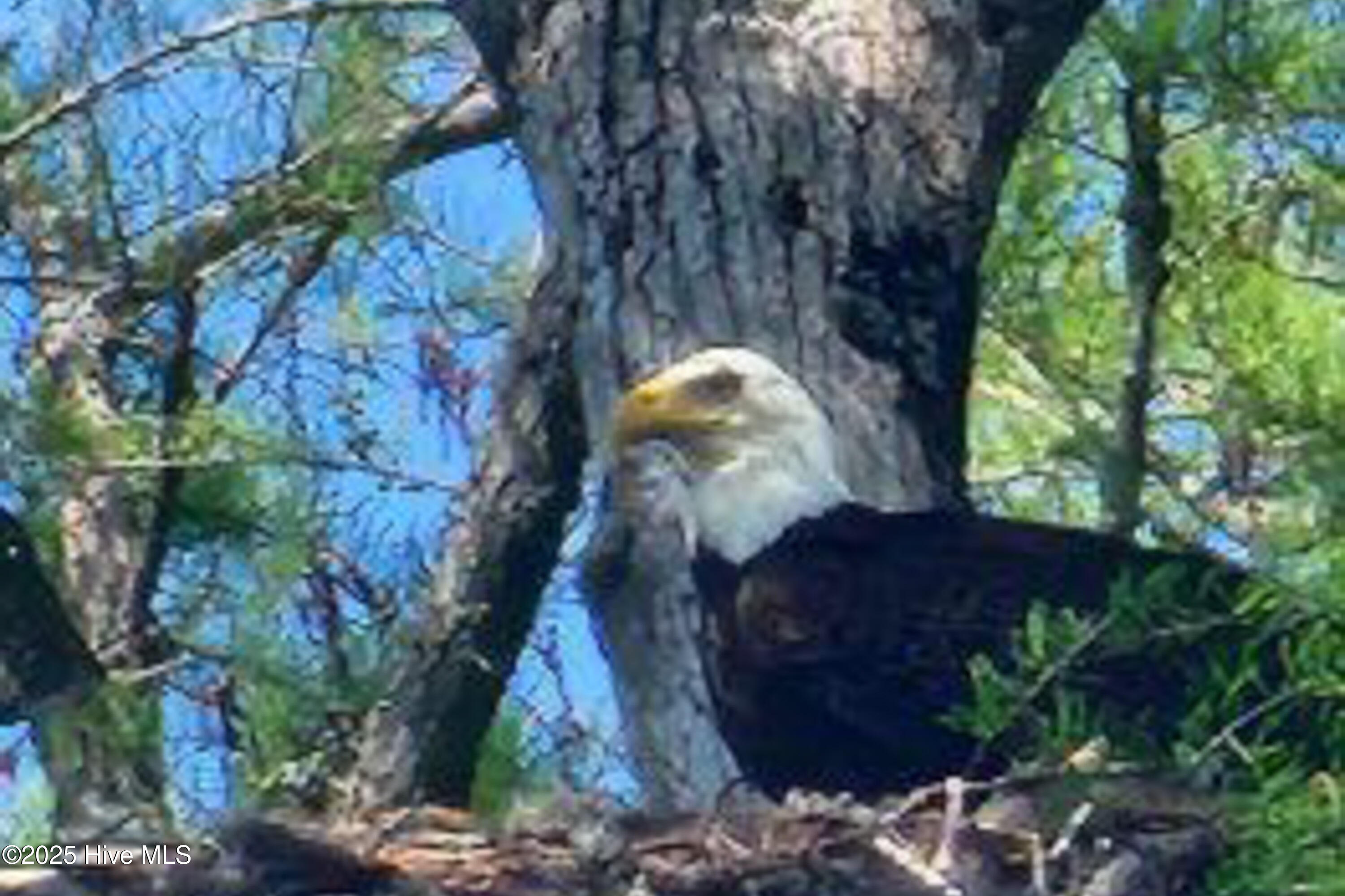 120 Colleton Circle Edenton, NC 27932 - Photo 11 of 11 Riversound Eagle