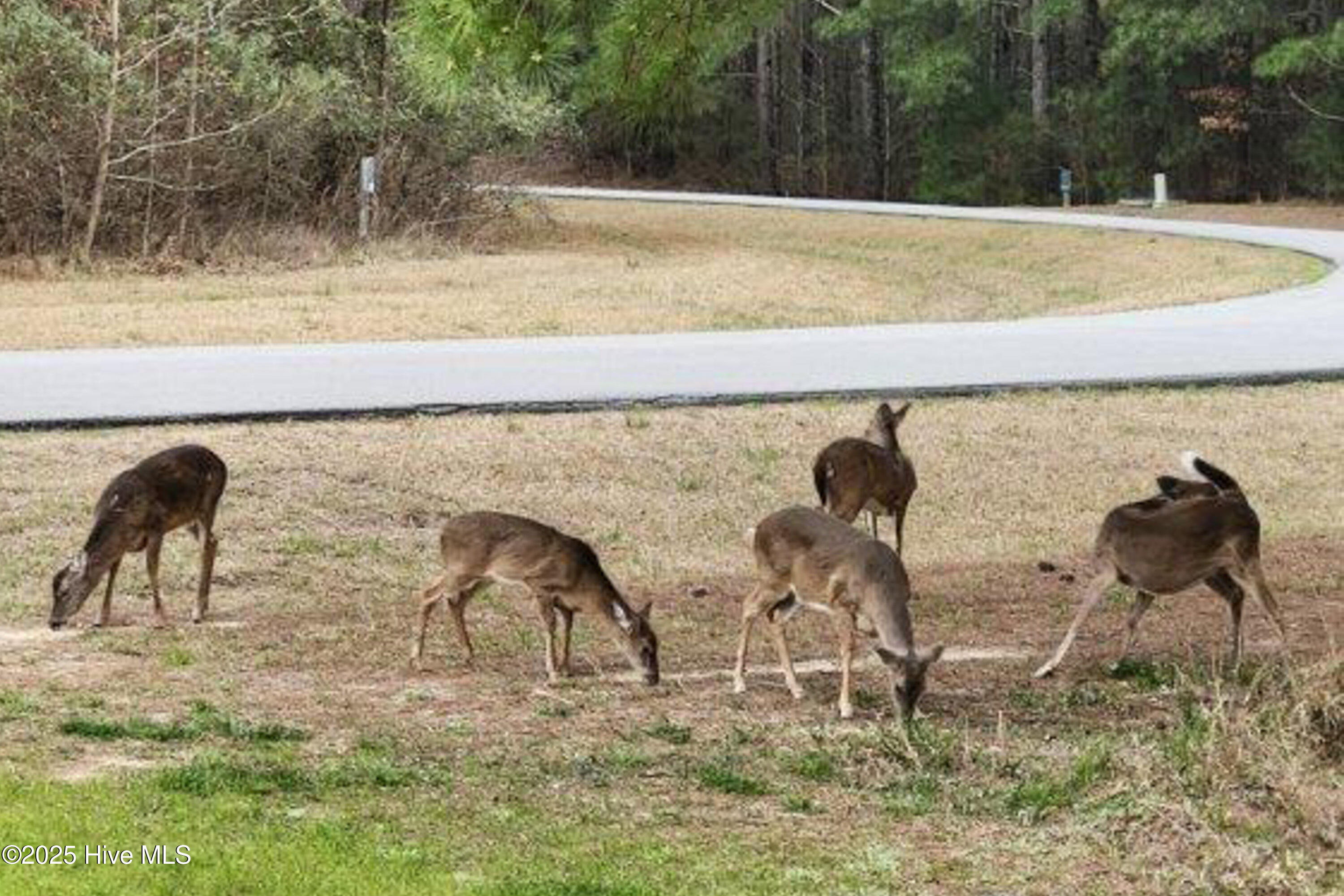 120 Colleton Circle Edenton, NC 27932 - Photo 5 of 11 Riversound Deer