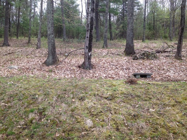 66 West Warren Road Ware, MA 01082 - Photo 21 of 25 a view of a forest filled with trees