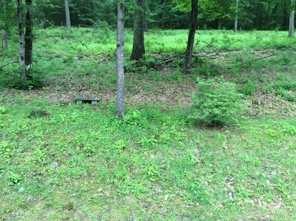 66 West Warren Road Ware, MA 01082 - Photo 25 of 25 a view of a lush green forest