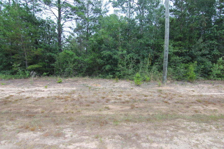 Xxx Williams Road DeFuniak Springs, FL 32433 - Photo 2 of 5 a view of a forest with trees in the background