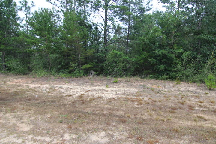 Xxx Williams Road DeFuniak Springs, FL 32433 - Photo 5 of 5 a view of a yard with a tree
