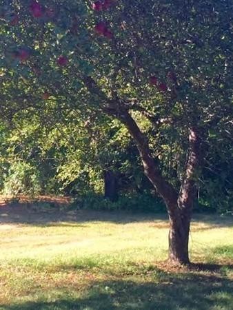306 Powder Mill Road Concord, MA 01742 - Photo 29 of 30 Gallery Image 29