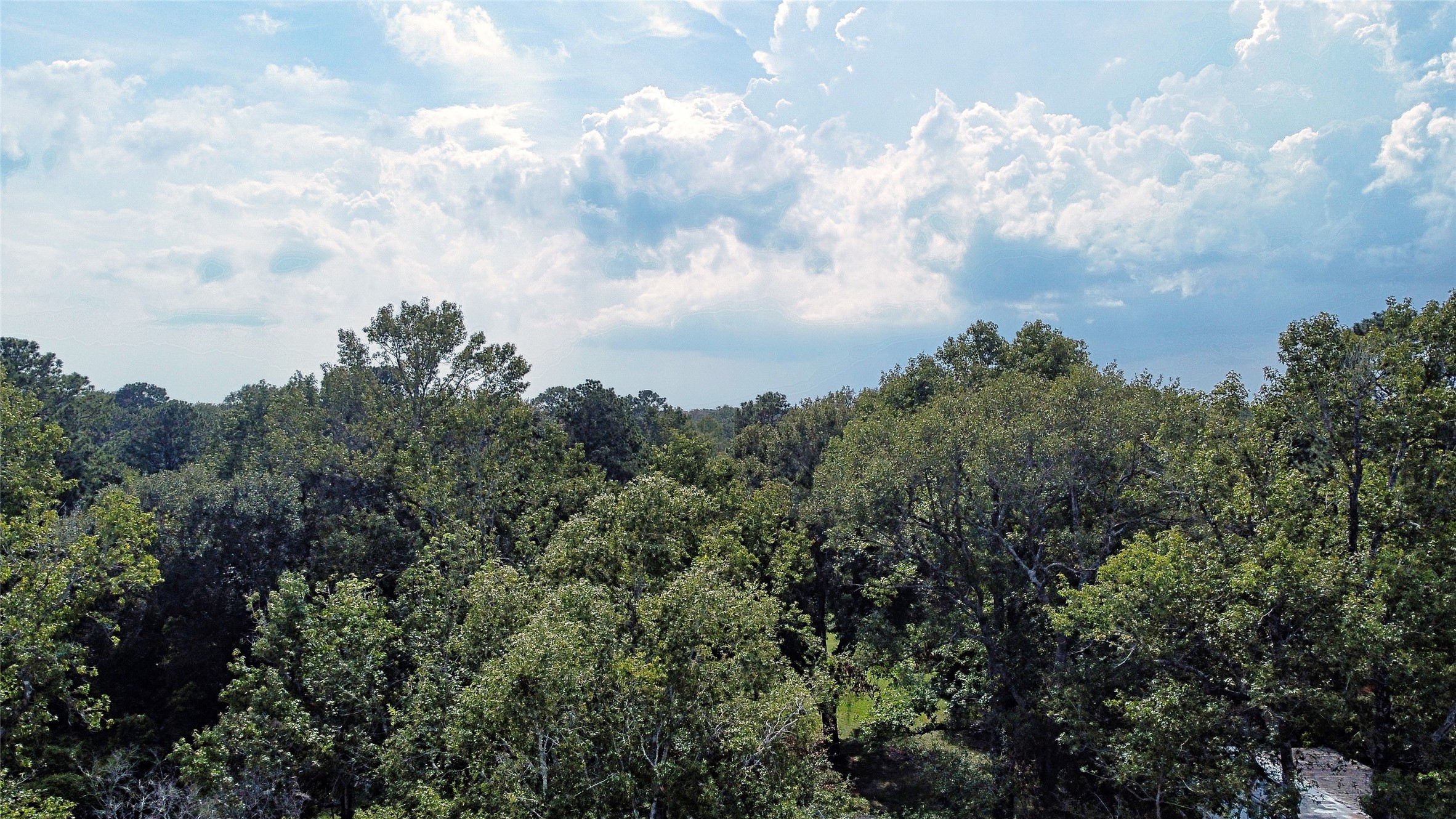 12651 Royal Creek Road Conroe, TX 77303 - Photo 13 of 13 a view of a lot of trees