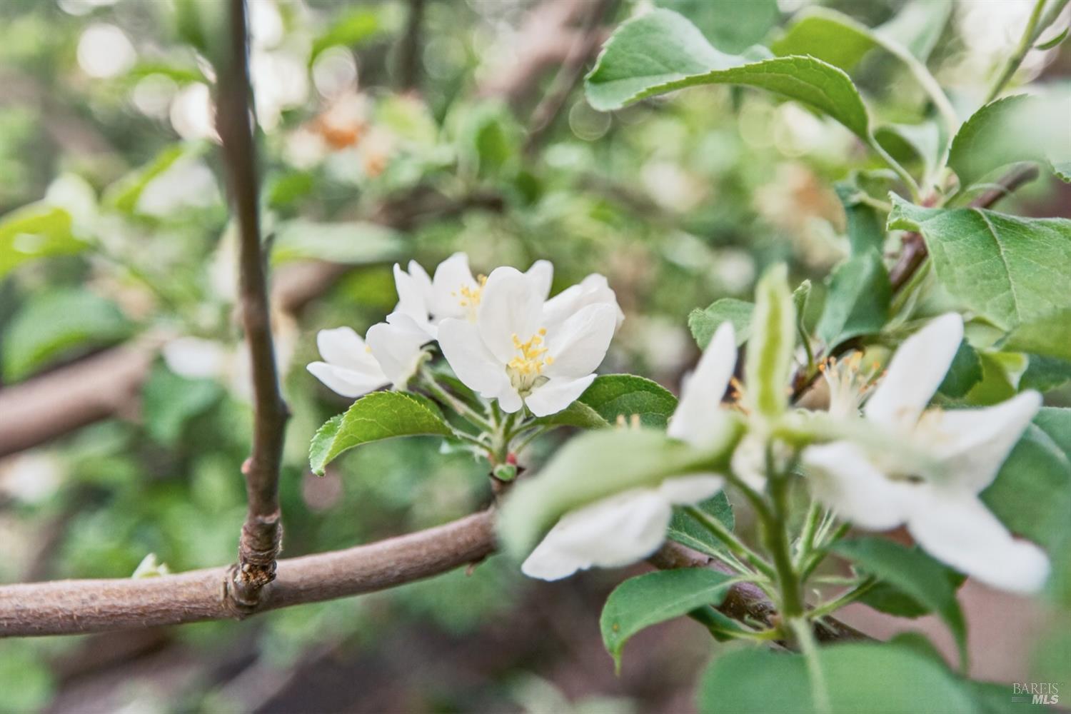 116 Hill Road Glen Ellen, CA 95442 - Photo 42 of 48