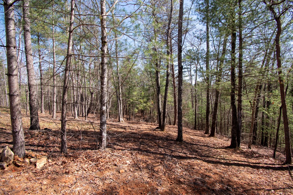 1456 Orton Road Murphy, NC 28906 - Photo 8 of 14