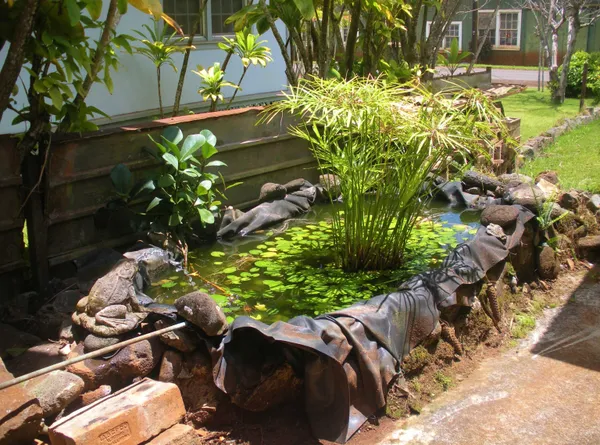 a view of a yard with plants
