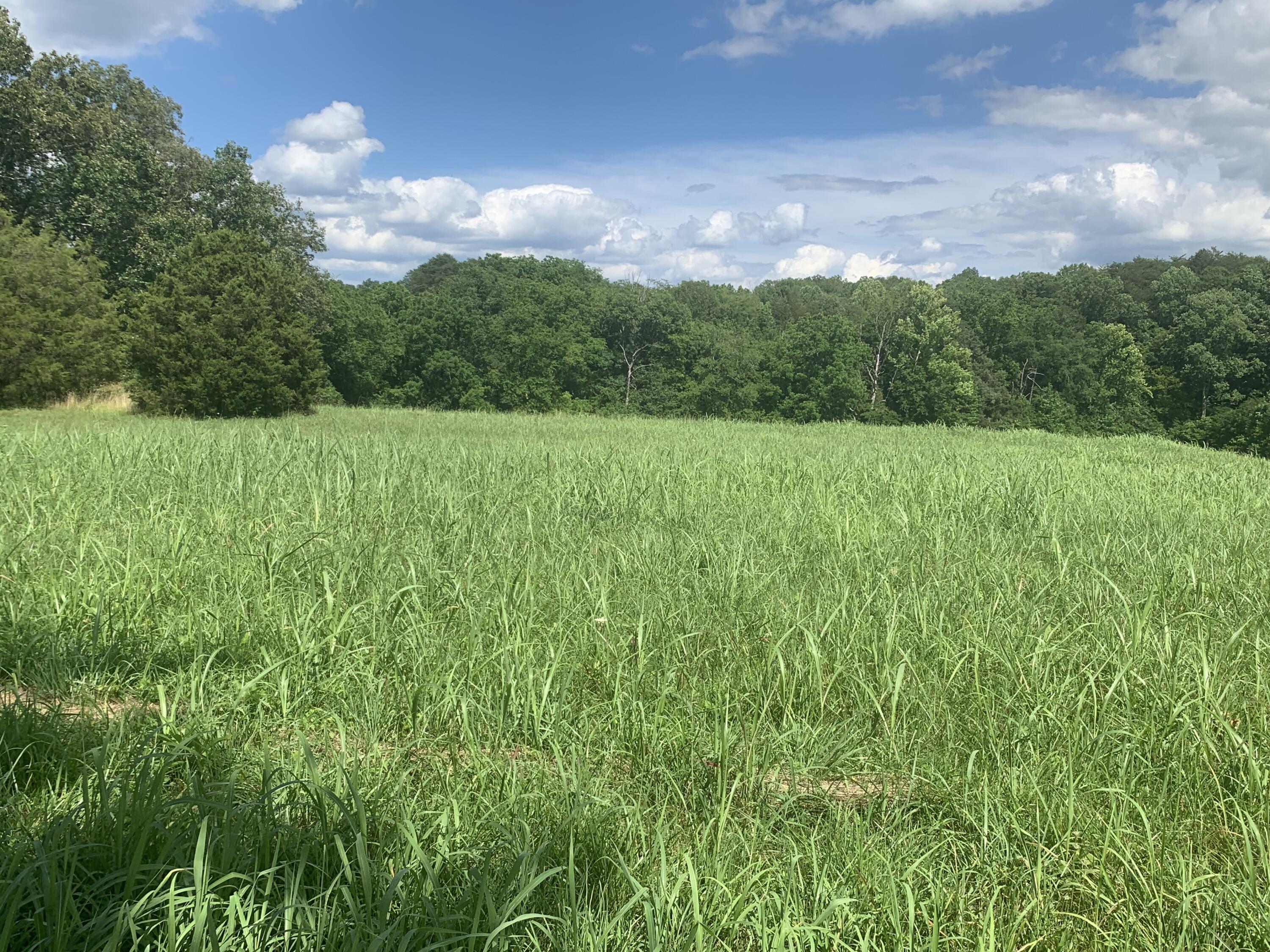 1316 Smith School Road Kodak, TN 37764 - Photo 20 of 40 330568EC-B90D-4FBF-BD38-05E75B3026B9