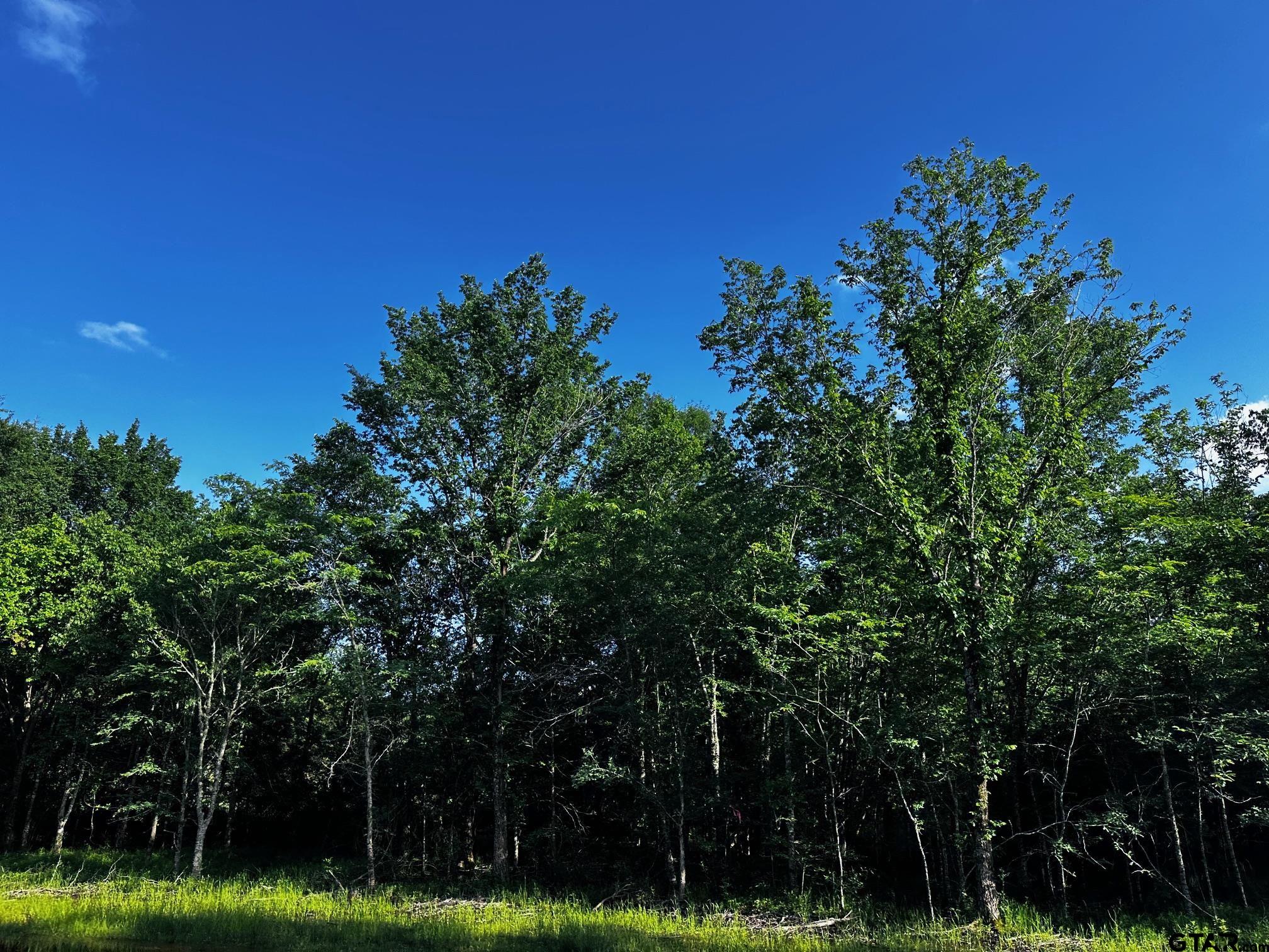 437 Tbd/private Road Van, TX 75790 - Photo 9 of 22