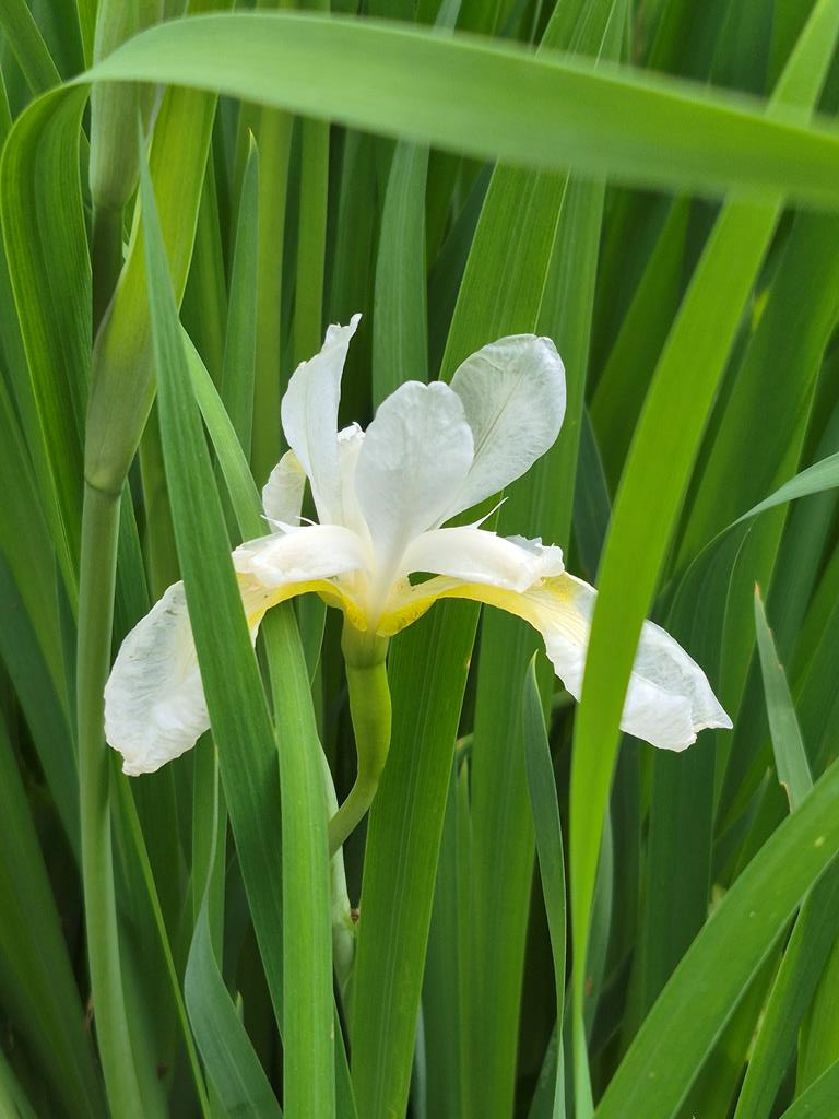1132 Dockery Crk Road Murphy, NC 28906 - Photo 38 of 52 Established iris bed