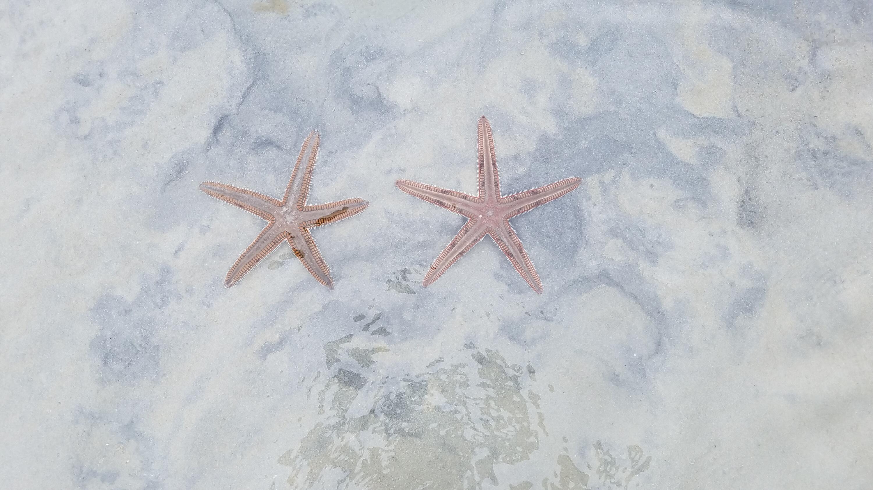 163 Spoonbill Court Jupiter, FL 33458 - Photo 66 of 67 Starfish at Low Tide Island
