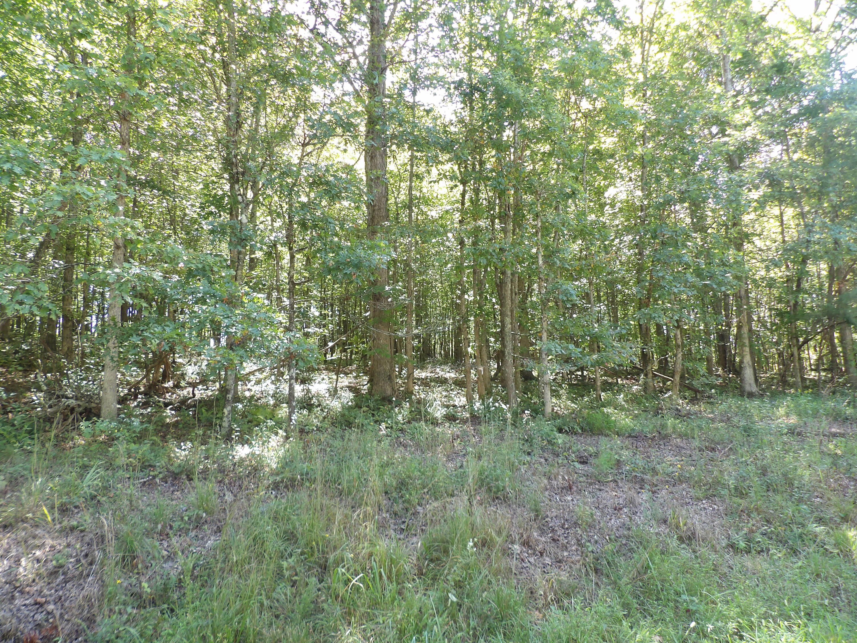 100 Summer City Road Evensville, TN 37332 - Photo 23 of 33 100_1950