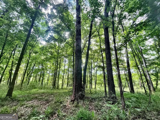 a big yard with lots of green space and trees