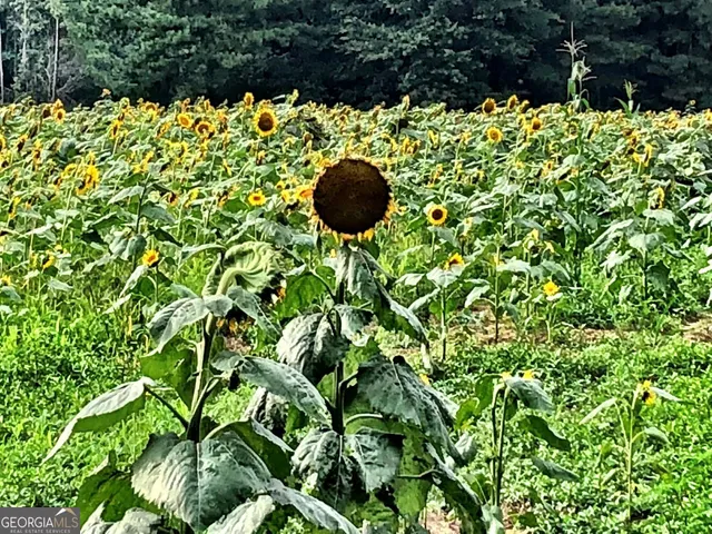 a view of field with green space