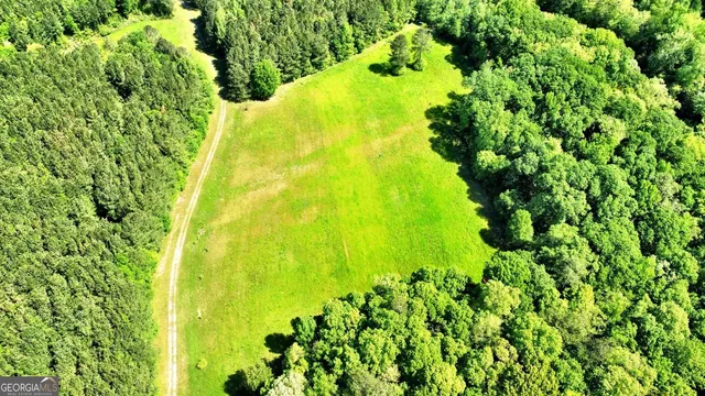a view of a large yard with plants and large trees