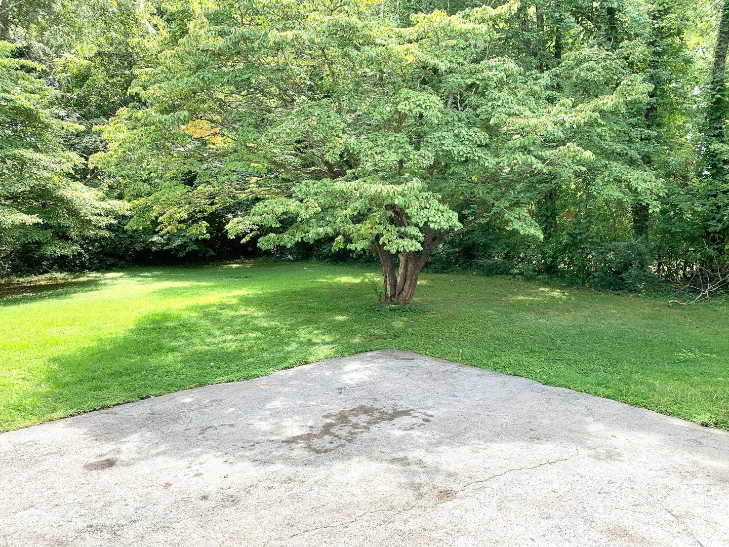 208 State Line Road Clarksville, TN 37042 - Photo 20 of 23 a view of a trees with a yard