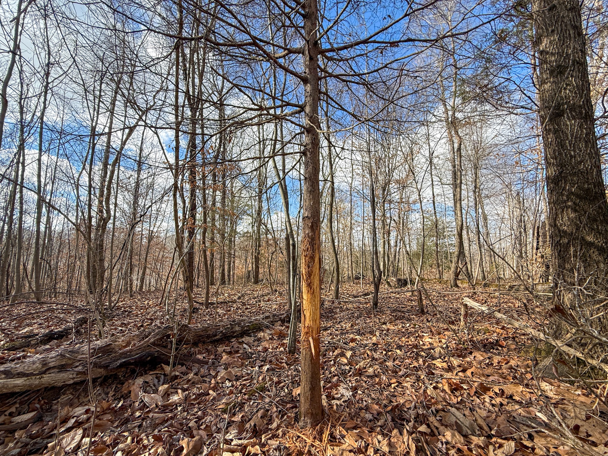0 Carr Creek Road Normandy, TN 37360 - Photo 6 of 7