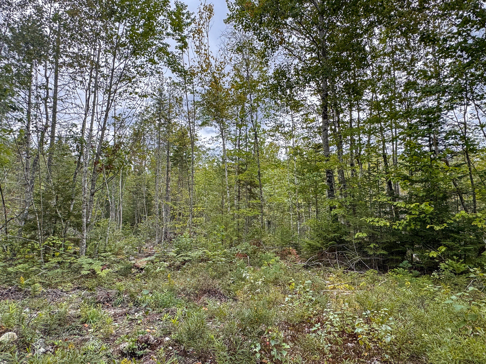 17-18 Junior Williams Road Wesley, ME 04686 - Photo 2 of 9 IMG_5224
