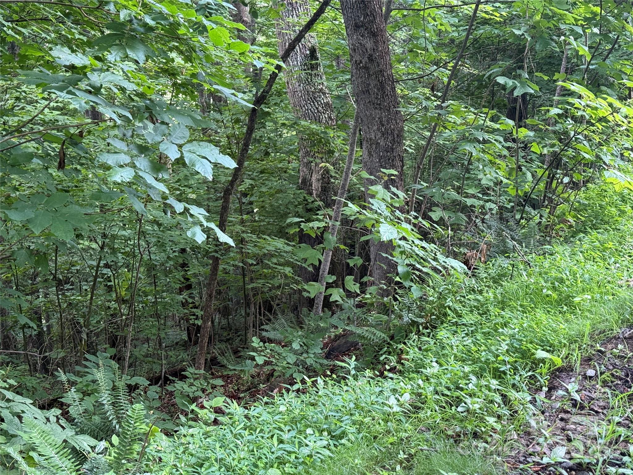 Lot 3 Heritage Ridge Road, Unit 3/4 Burnsville, NC 28714 - Photo 4 of 9 a view of a lush green forest