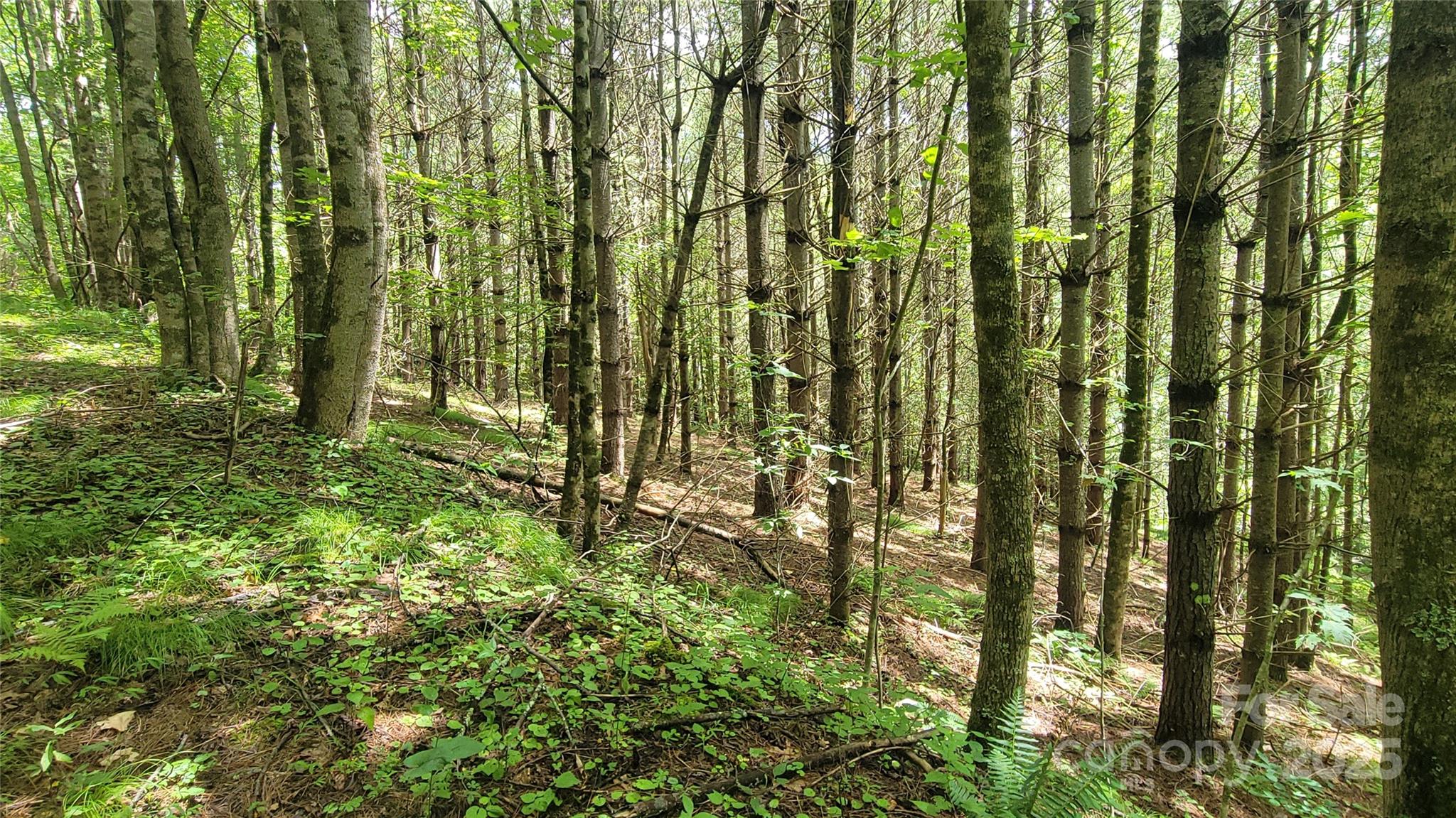 0 Eagle Bridge Road Burnsville, NC 28714 - Photo 1 of 12 a view of outdoor space and trees