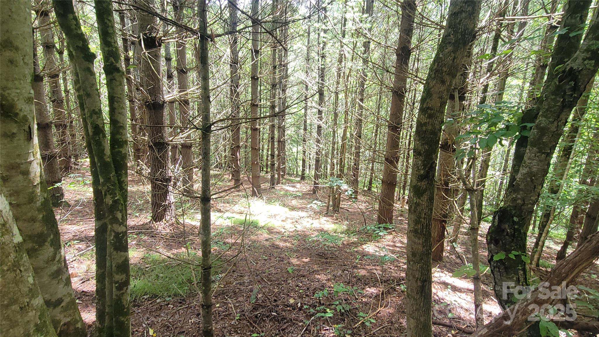 0 Eagle Bridge Road Burnsville, NC 28714 - Photo 2 of 12 a view of forest