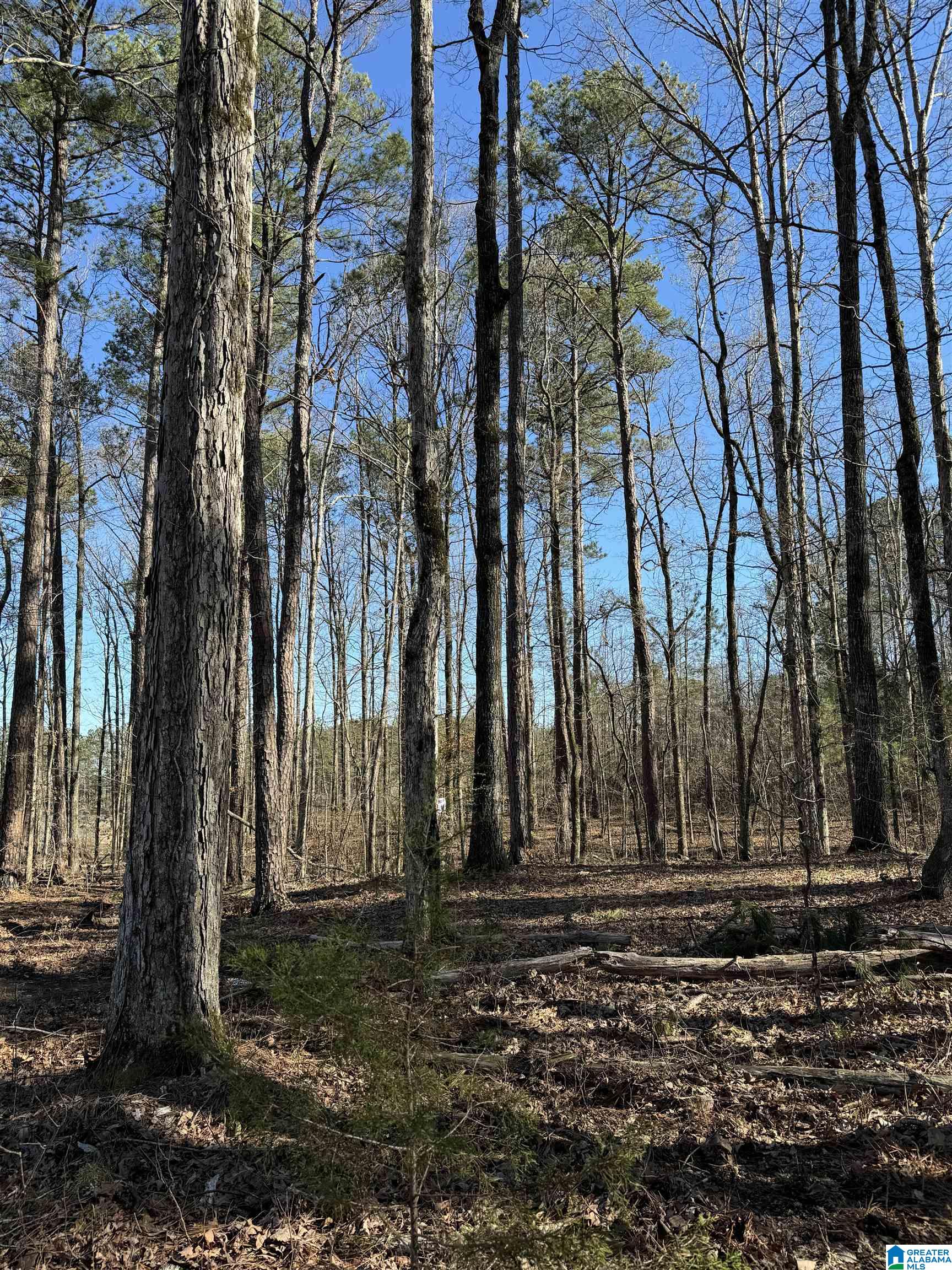 1080 County Road 46, Unit 1 Montevallo, AL 35115 - Photo 11 of 13