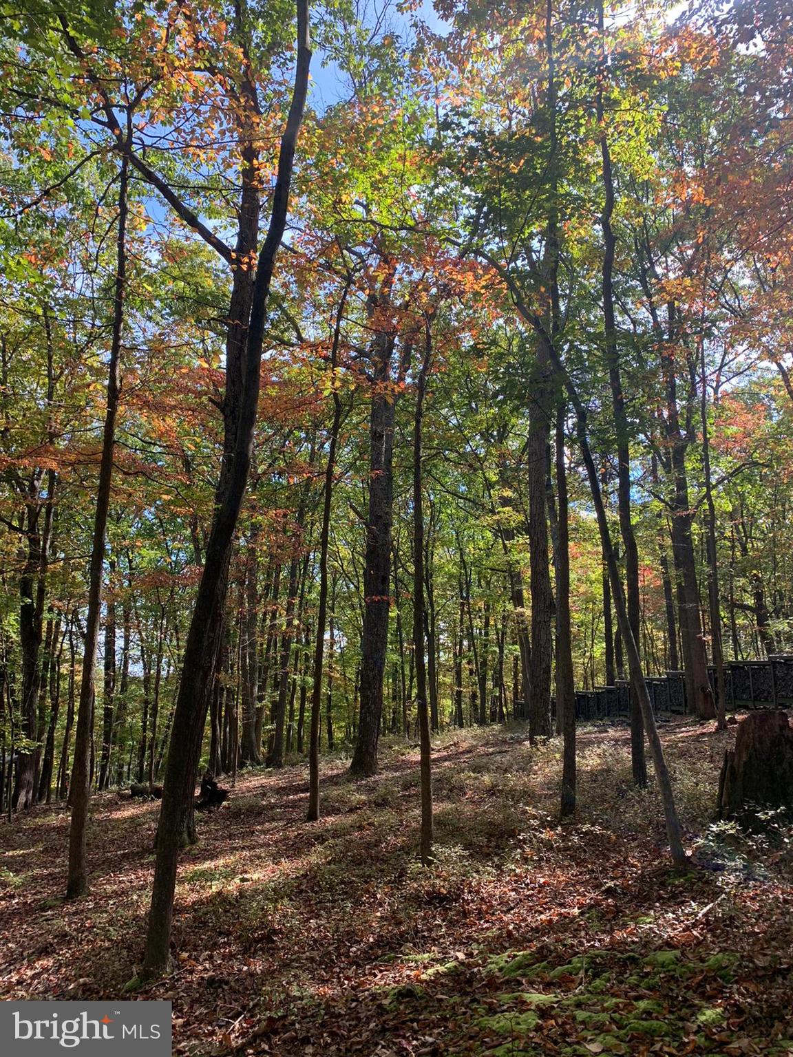 2613 Lookout Road Haymarket, VA 20169 - Photo 2 of 14 a view of a forest filled with trees