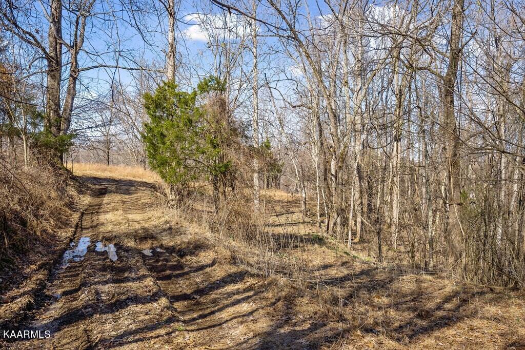 17.46-ac Pea Ridge Road Elmwood, TN 38560 - Photo 8 of 13 217062_7