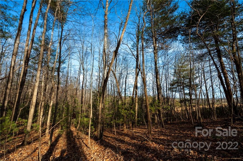 23.8-acres 23.8-acres Traphill Road Traphill, NC 28685 - Photo 12 of 38 Gallery Image 12