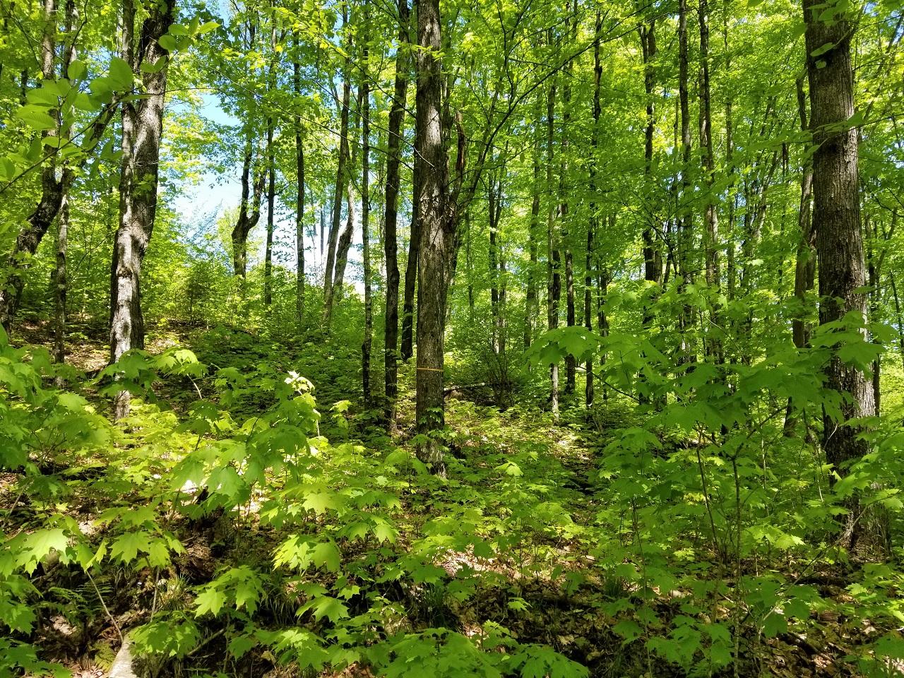 Lot 4 Pardee Lake Road Presque Isle, WI 54557 - Photo 12 of 25 Gallery Image 12
