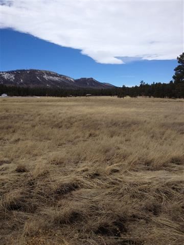 2260 St Alpine Az 85920 Alpine, AZ 85920 - Photo 2 of 6