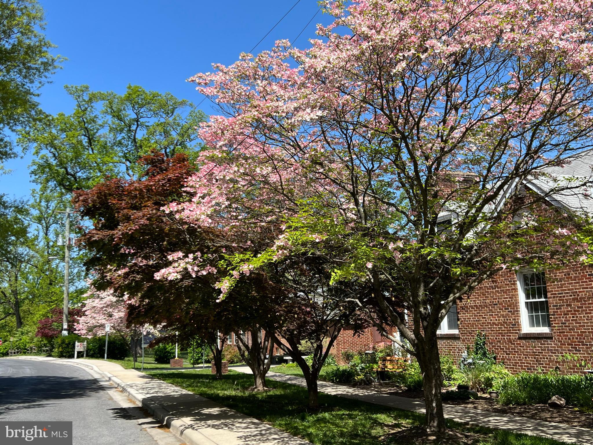9817 Rosensteel Avenue Silver Spring, MD 20910 - Photo 45 of 50 Gallery Image 45