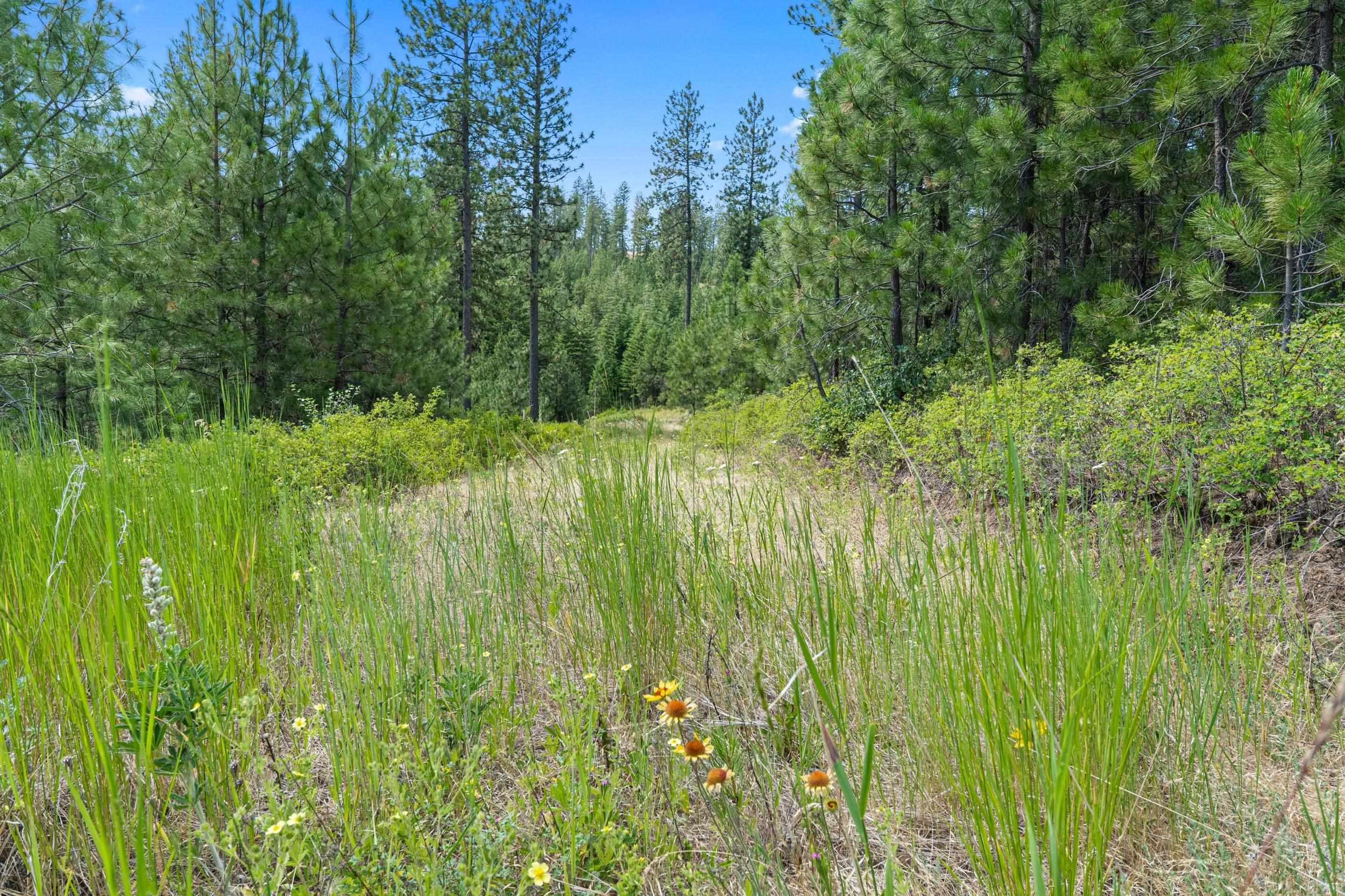 Nka East Belmont Road Mica, WA 99023 - Photo 4 of 50