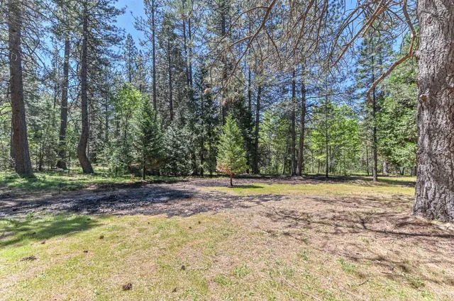 a view of a yard with large trees