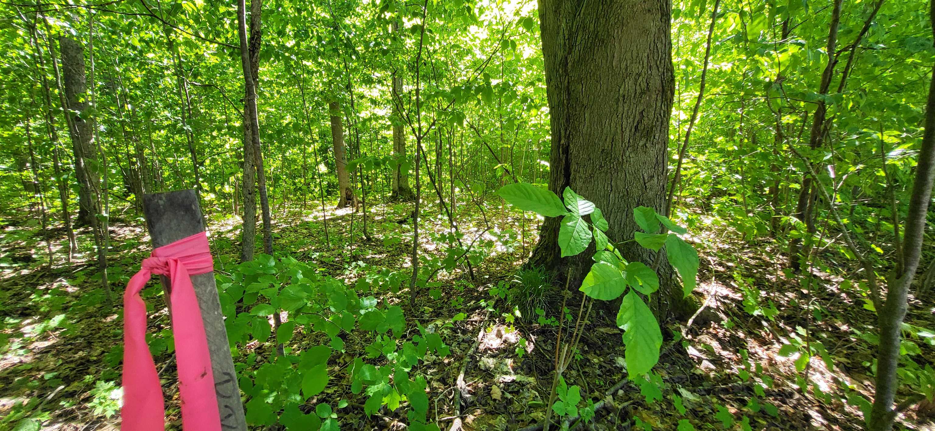 Tbd Bocook Road Mancelona, MI 49659 - Photo 24 of 46