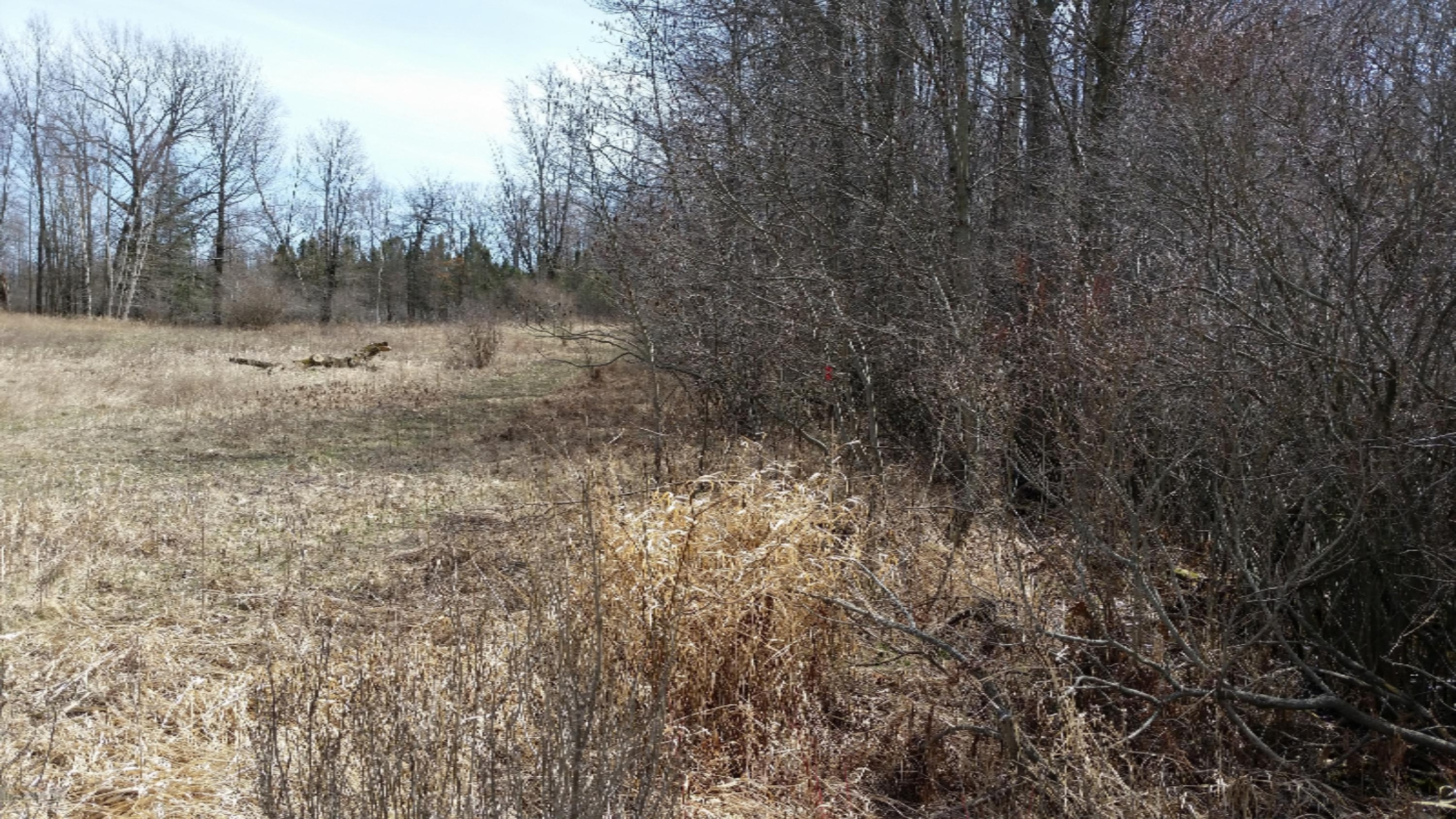 0 Deaner Road Six Lakes, MI 48886 - Photo 7 of 8 20180426_150313
