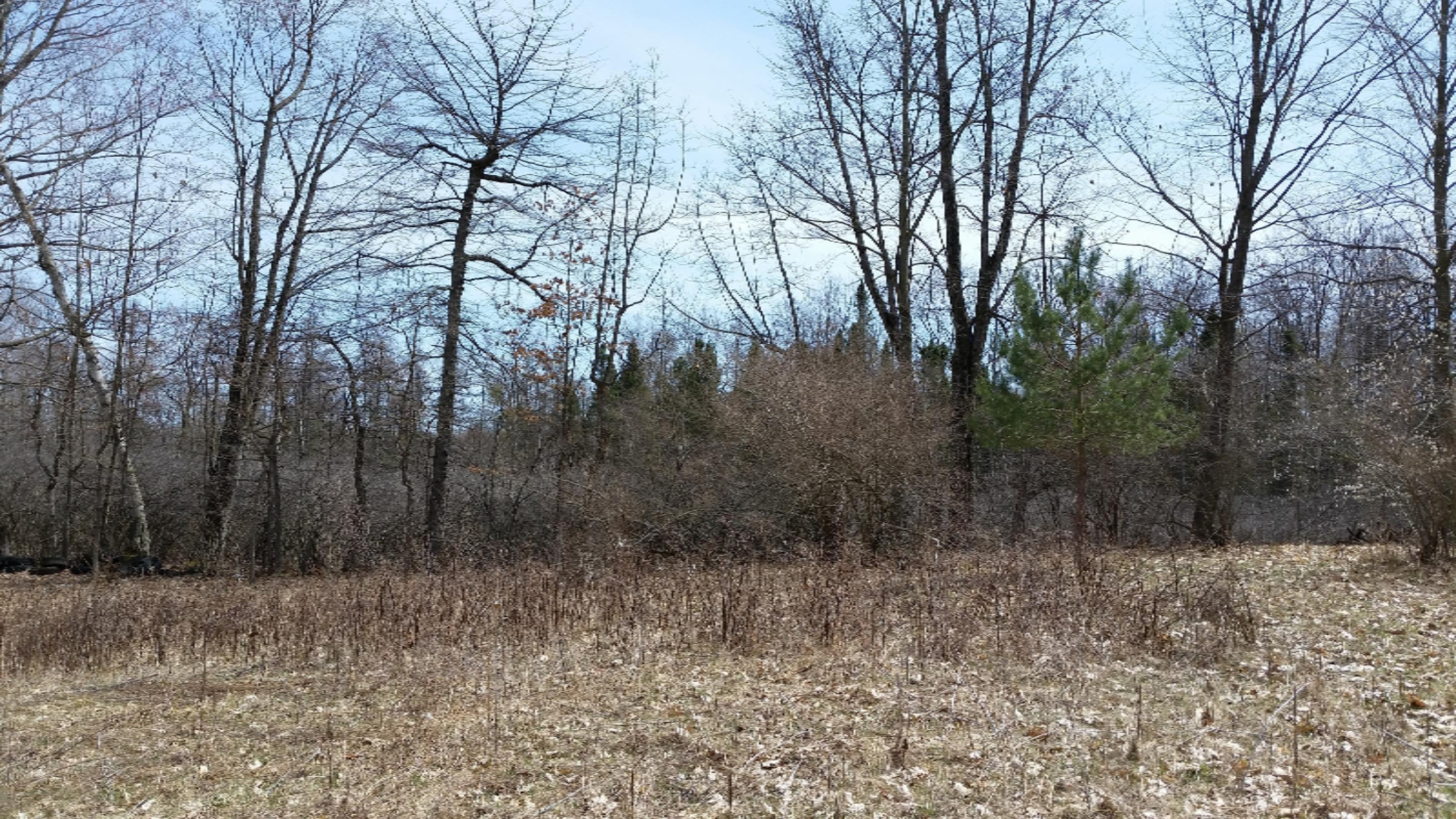 0 Deaner Road Six Lakes, MI 48886 - Photo 8 of 8 20180426_145530