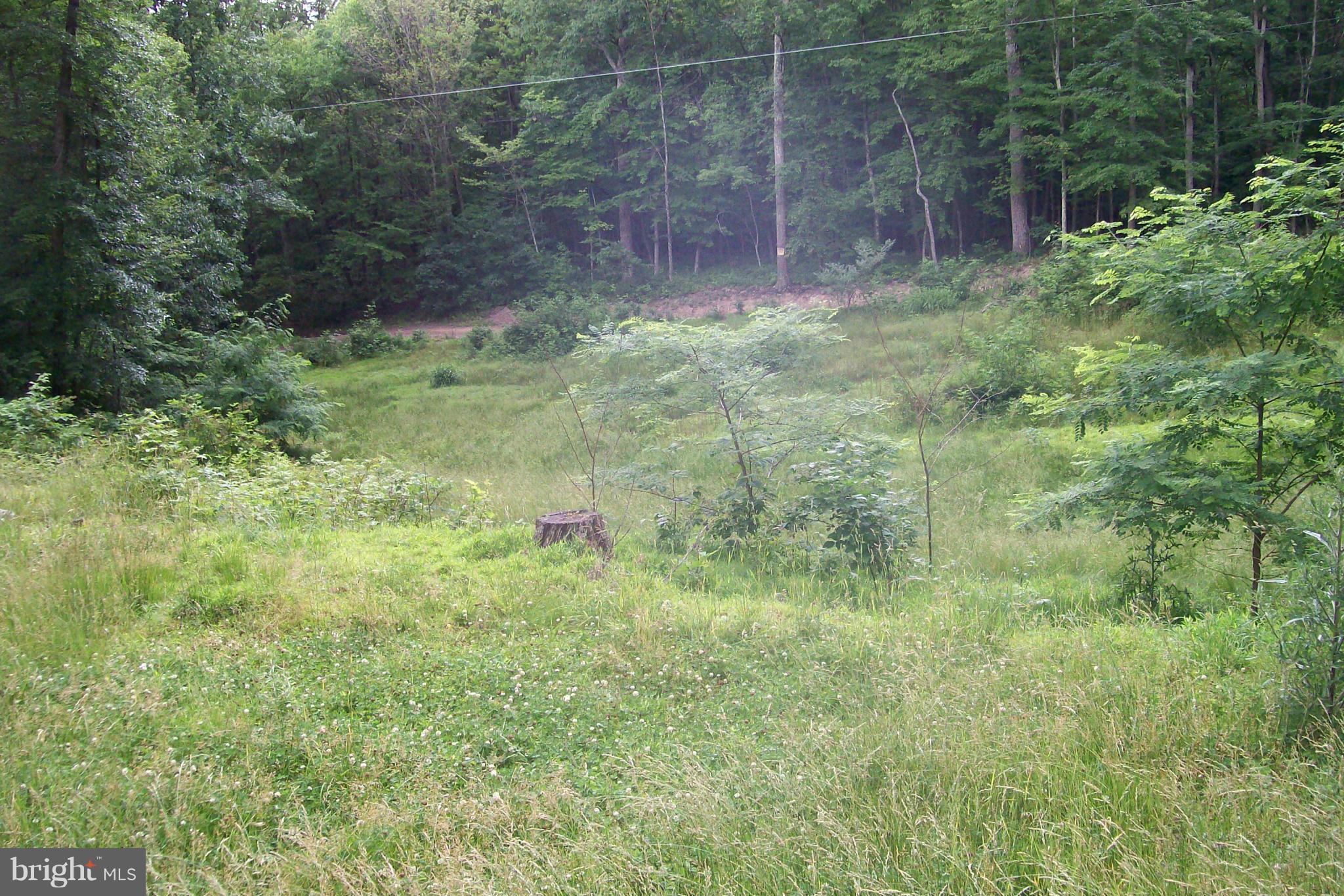 114 Moorehead Road Gore, VA 22637 - Photo 8 of 25 a view of a yard with a tree
