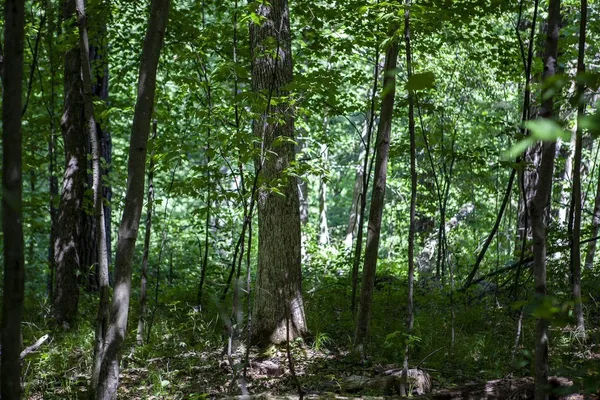 $410,000 | 80-acres County Road V, Wautoma, WI 54982