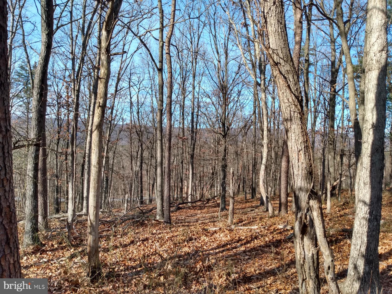 B B Timber Ridge Road Berkeley Springs, WV 25411 - Photo 2 of 5