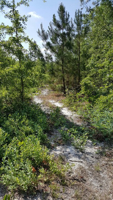 Lot 2 Flintlock Curve Road North Augusta, SC 29860 - Photo 4 of 4