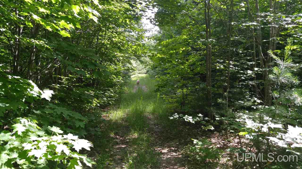 33-acres Sigar Camp Road Seney, MI 49883 - Photo 13 of 22