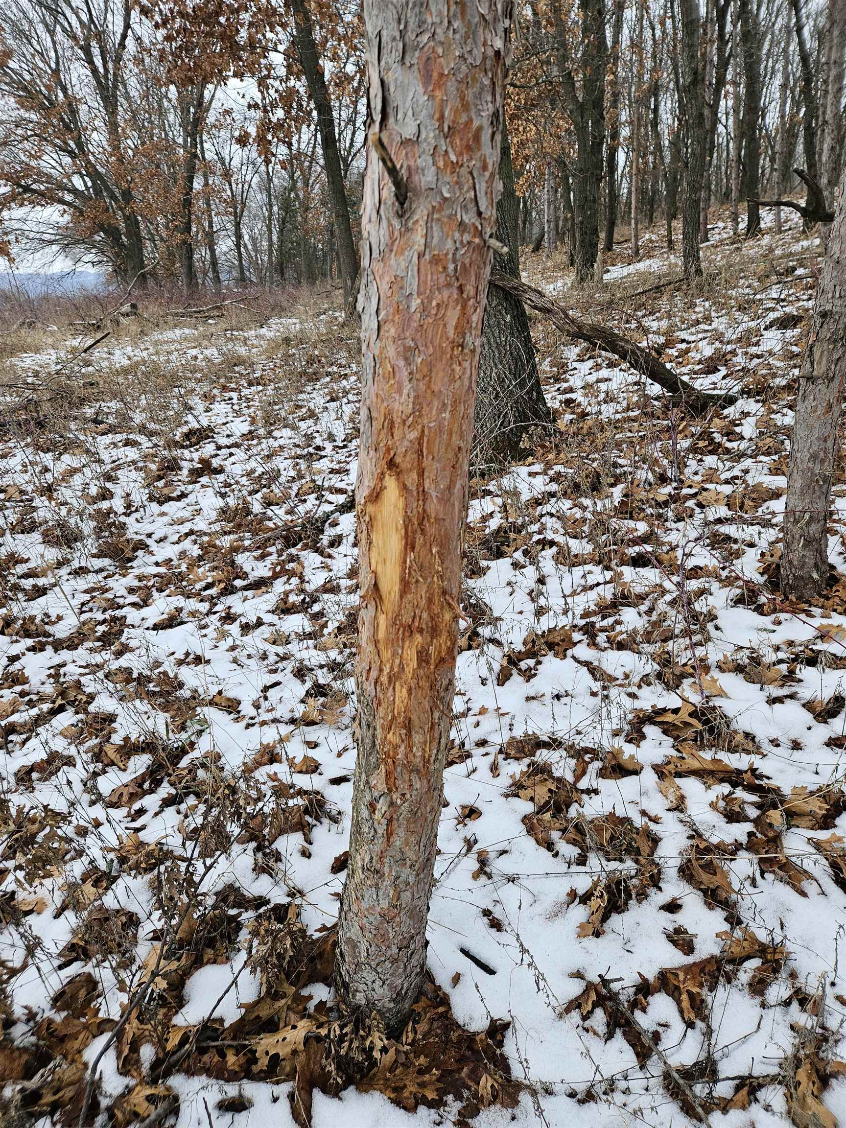 40-ac County Road U Portage, WI 53901 - Photo 21 of 23