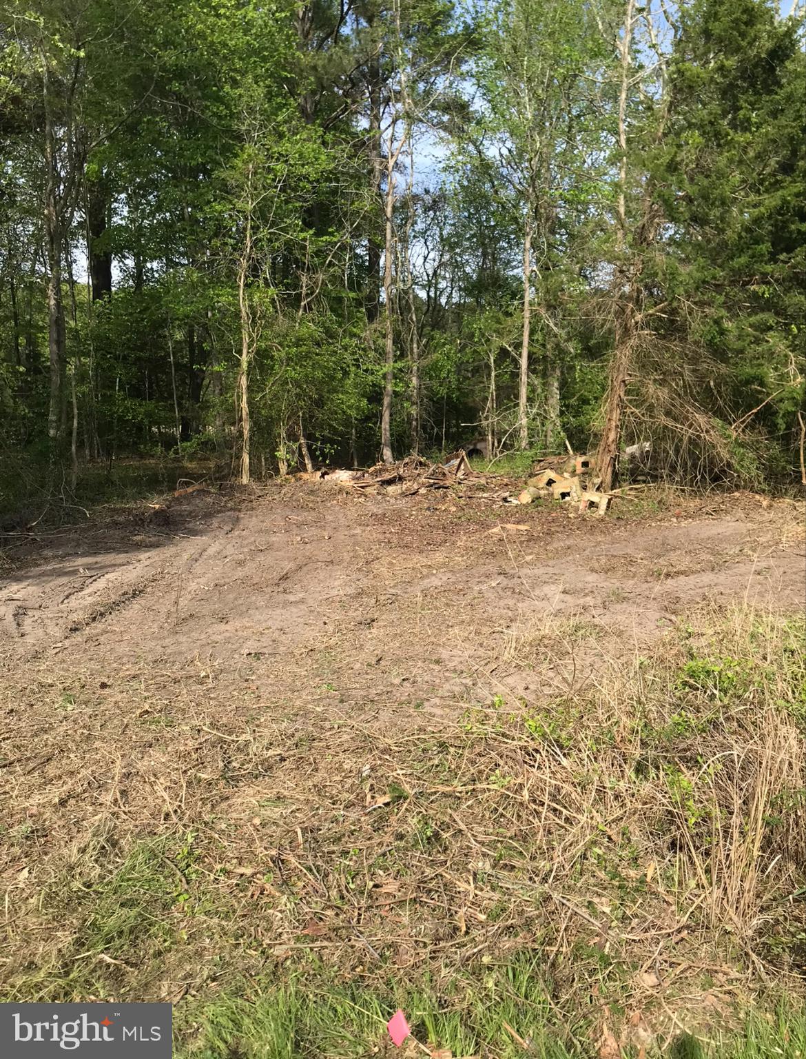 a view of a yard with plants and trees
