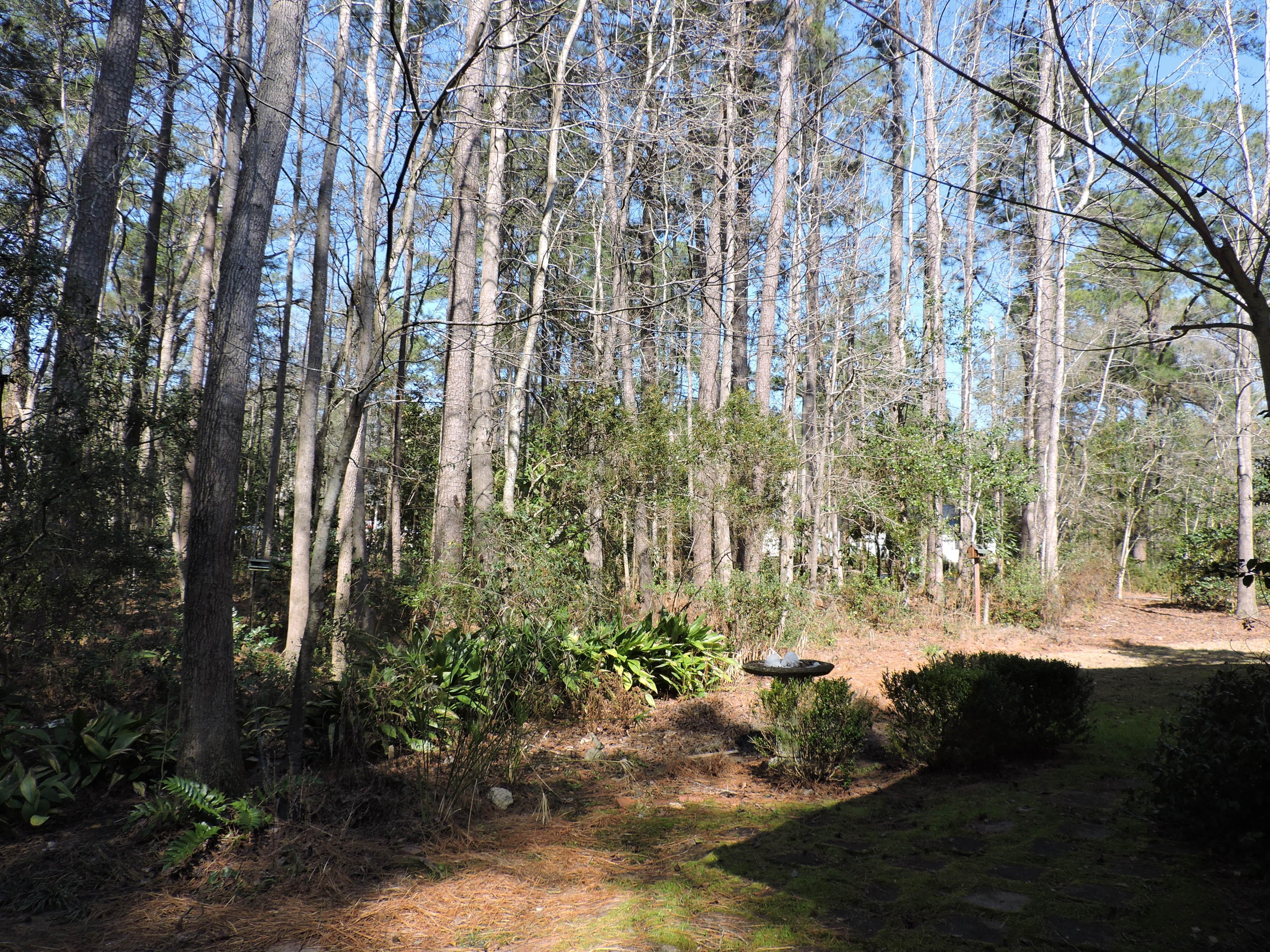 307 Churchill Road Walterboro, SC 29488 - Photo 29 of 31 DSCN0865