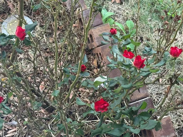 a view of a flower in a lot of flowers