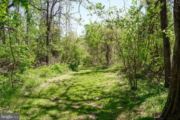 a view of a lush green forest