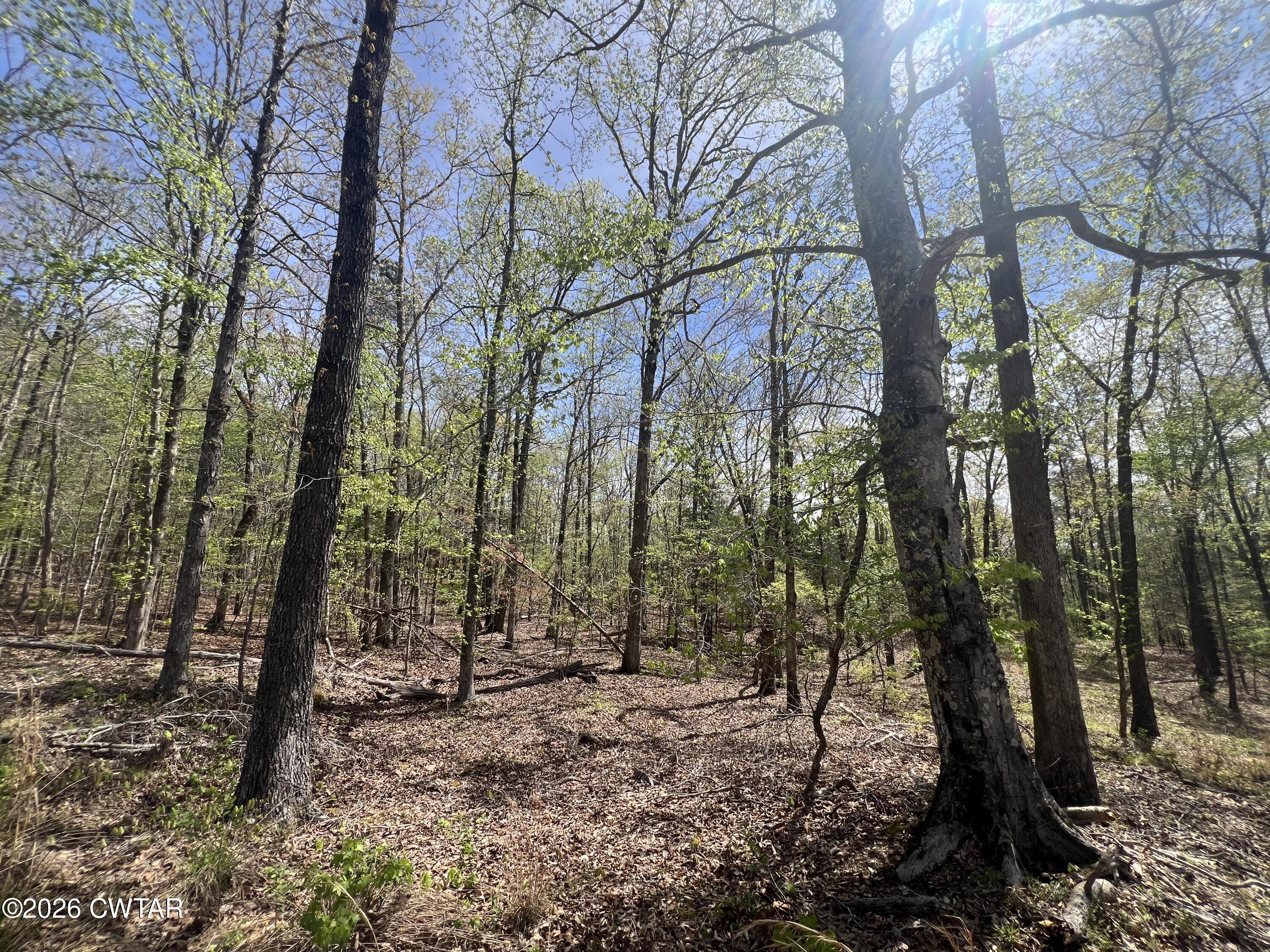 942 Excalibur Trail Cedar Grove, TN 38321 - Photo 12 of 19 a view of a forest filled with trees